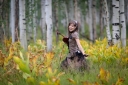 Debut_Era_-_Set_3_28529.jpg
